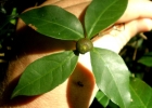 <i>Cordiera concolor</i> (Cham.) Kuntze [Rubiaceae]