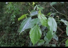 <i>Piper amalago</i> L. [Piperaceae]