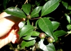 <i>Cordiera concolor</i> (Cham.) Kuntze [Rubiaceae]