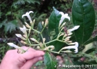 <i>Faramea montevidensis</i> (Cham. & Schltdl.) DC. [Rubiaceae]