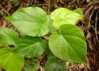 <i>Piper mikanianum</i> (Kunth) Steudel [Piperaceae]