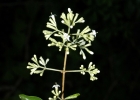 <i>Machaonia brasiliensis</i> (Hoffmanns, ex. Humb) Chamb & Schltdl. [Rubiaceae]