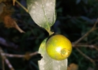 <i>Posoqueria latifolia</i> (Rudge) Roem. & Schult. [Rubiaceae]