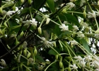 <i>Posoqueria latifolia</i> (Rudge) Roem. & Schult. [Rubiaceae]