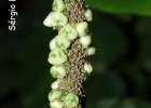 <i>Piper mikanianum</i> (Kunth) Steudel [Piperaceae]