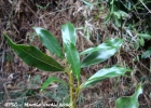 <i>Psychotria vellosiana</i> Benth. [Rubiaceae]