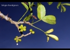 <i>Zanthoxylum caribaeum</i> Lam. [Rutaceae]