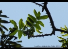 <i>Zanthoxylum caribaeum</i> Lam. [Rutaceae]