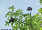 <i>Zanthoxylum caribaeum</i> Lam. [Rutaceae]