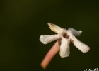 <i>Guettarda uruguensis</i> Cham. & Schltdl. [Rubiaceae]