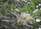 <i>Meliosma sinuata</i> Urb. [Sabiaceae]