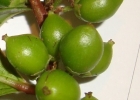 <i>Xylosma prockia</i> (Turcz.) Turcz. [Salicaceae]