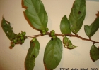 <i>Xylosma prockia</i> (Turcz.) Turcz. [Salicaceae]