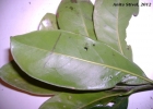 <i>Pouteria beaurepairei</i> (Glaz. & Raunk.) Baehni [Sapotaceae]