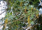 <i>Pilocarpus pennatifolius</i> Lem. [Rutaceae]