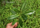 <i>Pouteria beaurepairei</i> (Glaz. & Raunk.) Baehni [Sapotaceae]