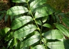 <i>Picrasma crenata</i> (Vell.) Engl. [Simaroubaceae]