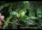<i>Brunfelsia australis</i> Benth. [Solanaceae]
