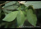 <i>Brunfelsia australis</i> Benth. [Solanaceae]