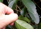 <i>Citharexylum montevidense</i> (Spreng.) Moldenke [Verbenaceae]