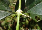 <i>Citharexylum montevidense</i> (Spreng.) Moldenke [Verbenaceae]