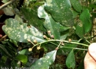 <i>Pilocarpus pennatifolius</i> Lem. [Rutaceae]