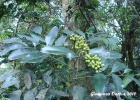 <i>Pilocarpus pennatifolius</i> Lem. [Rutaceae]