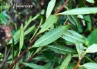 <i>Symplocos tenuifolia</i> Brand [Symplocaceae]
