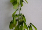 <i>Seguieria americana</i> L. [Phytolaccaceae]