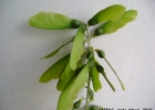 <i>Seguieria americana</i> L. [Phytolaccaceae]
