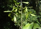 <i>Seguieria aculeata</i> Jacq. [Phytolaccaceae]