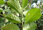 <i>Seguieria aculeata</i> Jacq. [Phytolaccaceae]