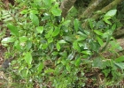 <i>Rudgea parquioides</i> (Cham.) Müll.Arg. [Rubiaceae]