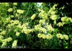 <i>Casearia decandra</i> Jacq. [Salicaceae]