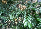 <i>Casearia decandra</i> Jacq. [Salicaceae]