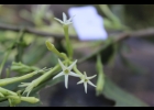 <i>Cestrum bracteatum</i> Link & Otto [Solanaceae]