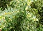 <i>Cestrum bracteatum</i> Link & Otto [Solanaceae]