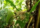 <i>Sessea regnellii</i> Taub. [Solanaceae]