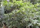 <i>Solanum compressum</i> L.B. Sm. & Downs [Solanaceae]