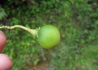 <i>Solanum compressum</i> L.B. Sm. & Downs [Solanaceae]