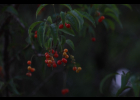 <i>Allophylus edulis</i> (A.St.-Hil., Cambess. & A. Juss.) Radlk. [Sapindaceae]
