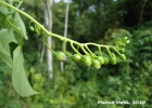 <i>Solanum diploconos</i> (Mart.) Bohs [Solanaceae]