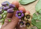 <i>Solanum diploconos</i> (Mart.) Bohs [Solanaceae]