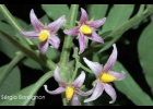 <i>Solanum johannae</i> Bitter [Solanaceae]