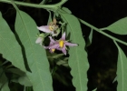 <i>Solanum johannae</i> Bitter [Solanaceae]