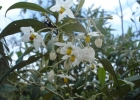 <i>Solanum paranense</i> Dusén [Solanaceae]