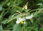 <i>Solanum paranense</i> Dusén [Solanaceae]