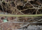 <i>Cardiospermum grandiflorum</i> Sw. [Sapindaceae]