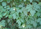 <i>Cardiospermum grandiflorum</i> Sw. [Sapindaceae]