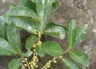 <i>Pera glabrata</i> (Schott) Poepp. ex Baill. [Peraceae]
